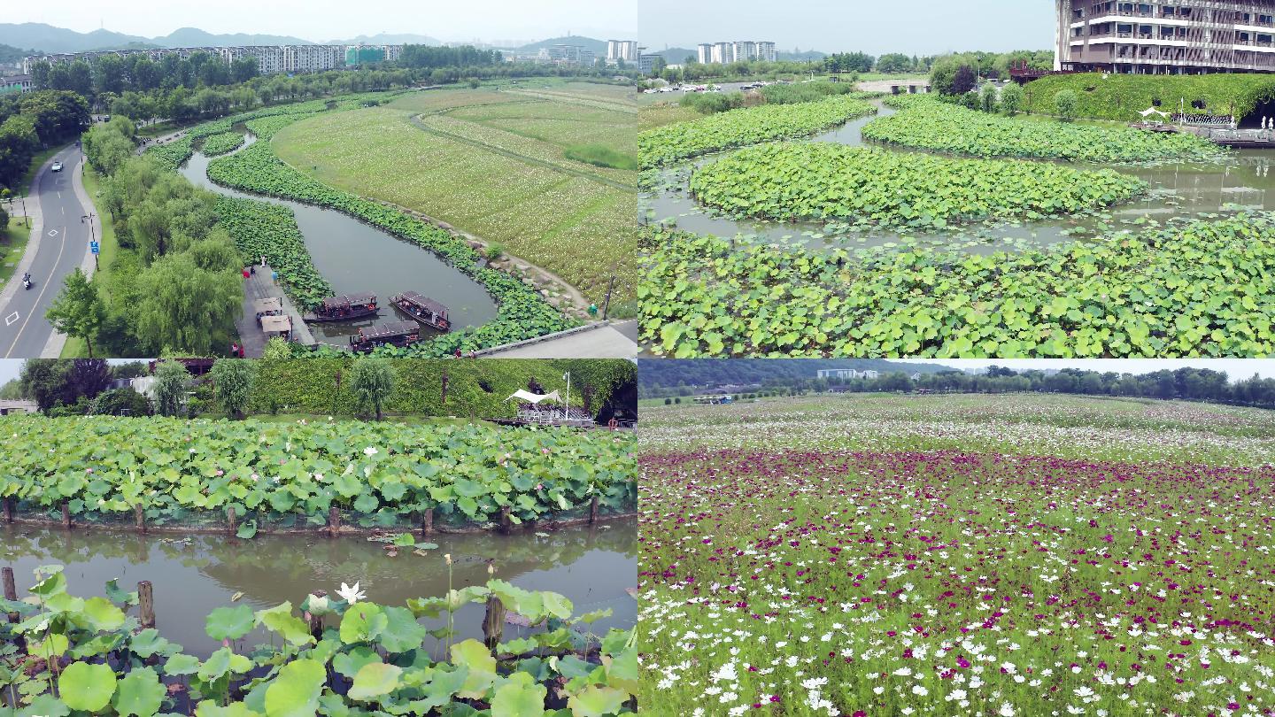 4K湘湖花海夏日荷花