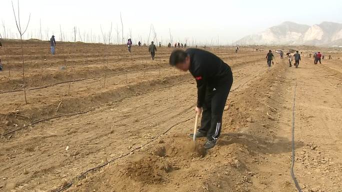 耕地种树种苹果树