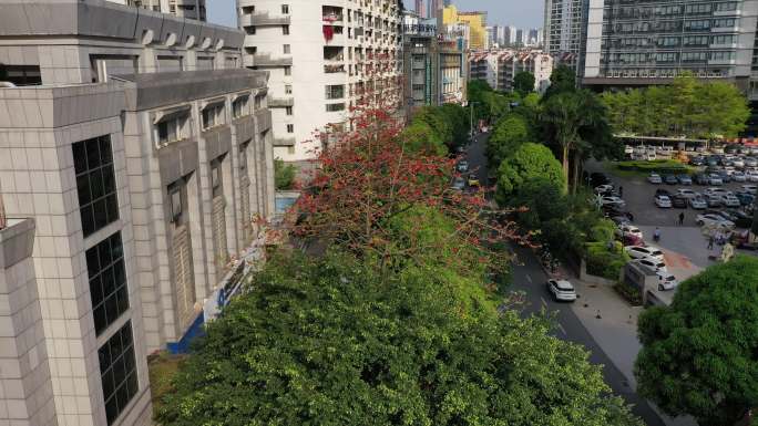 南宁金浦路城市道路红木棉花开