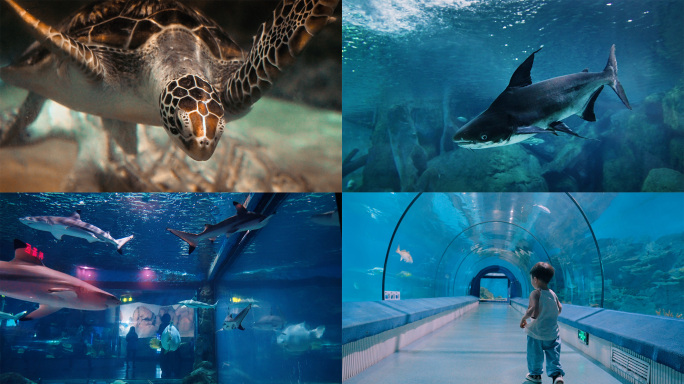 海洋公园海洋馆水族馆海世界海洋生物海底鱼