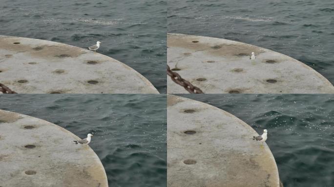 大连海边堤坝上的海鸥