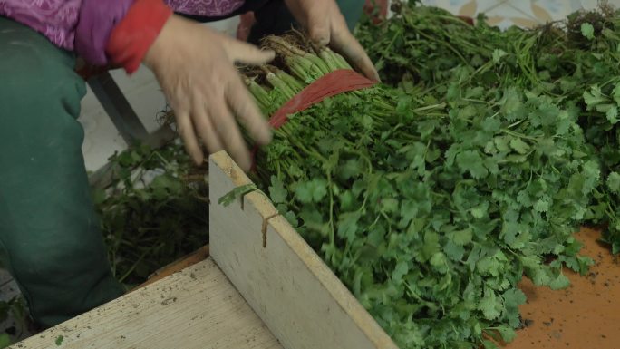 农民和老年妇女选择芫荽，并整理冬天储存的绿叶和蔬菜。