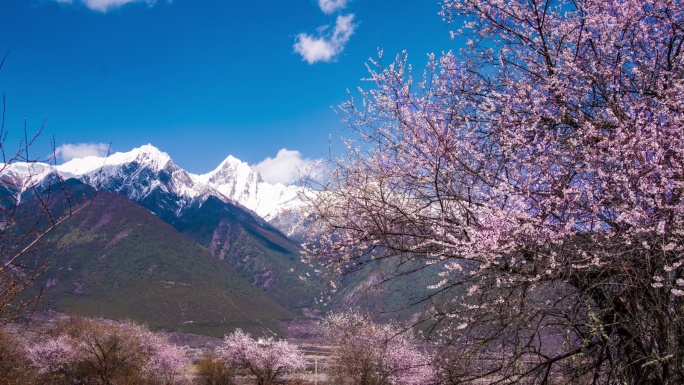 西藏林芝雅鲁藏布大峡谷桃花盛开延时