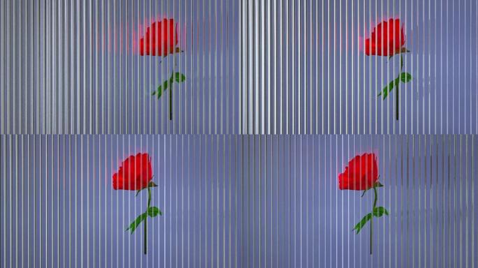 透明玻璃后面鲜艳的红玫瑰创意3D素材