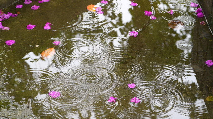 下雨时的三角梅