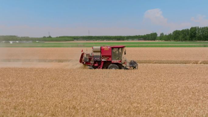 小麦麦子麦田收割机丰收割麦子