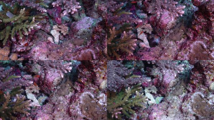 藏在海底珊瑚礁巢穴中的珊瑚章鱼