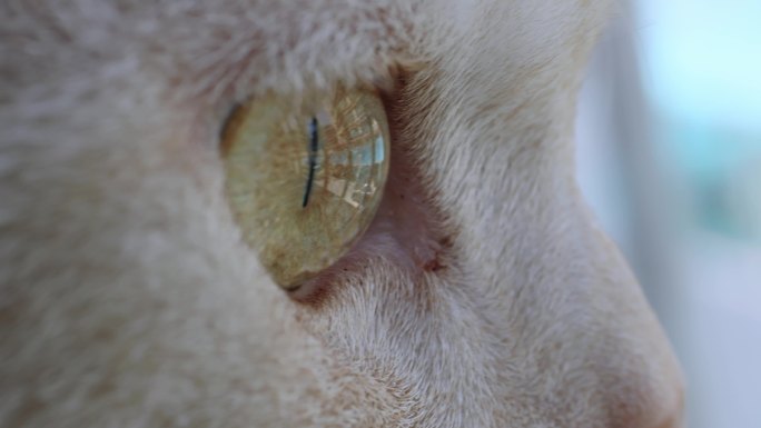 4K 猫咪眼睛特写小猫眼睛