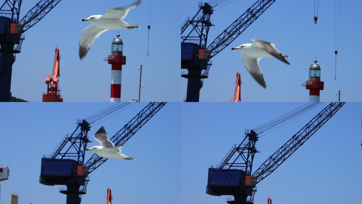近距离飞过港口航吊的一只海鸥