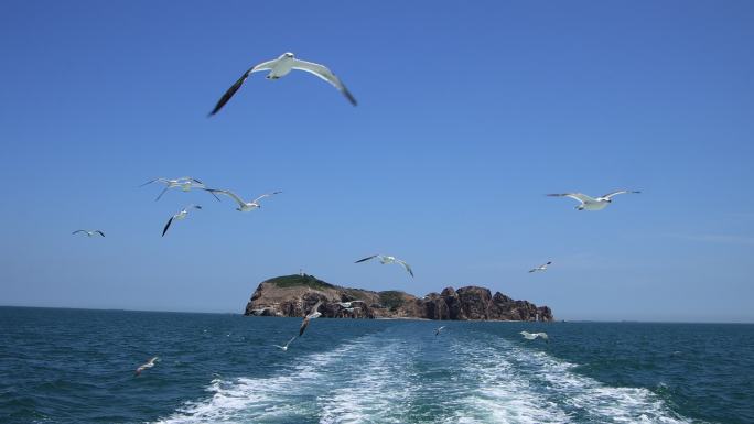 离开荣成海驴岛的航迹浪花与飞翔的海鸥