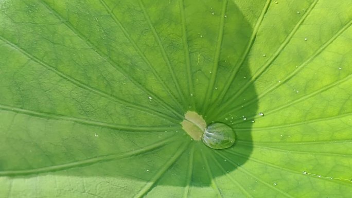 荷叶上水珠的慢门视频