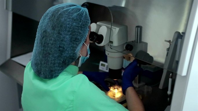 胚胎学家研究人类细胞。体外受精。