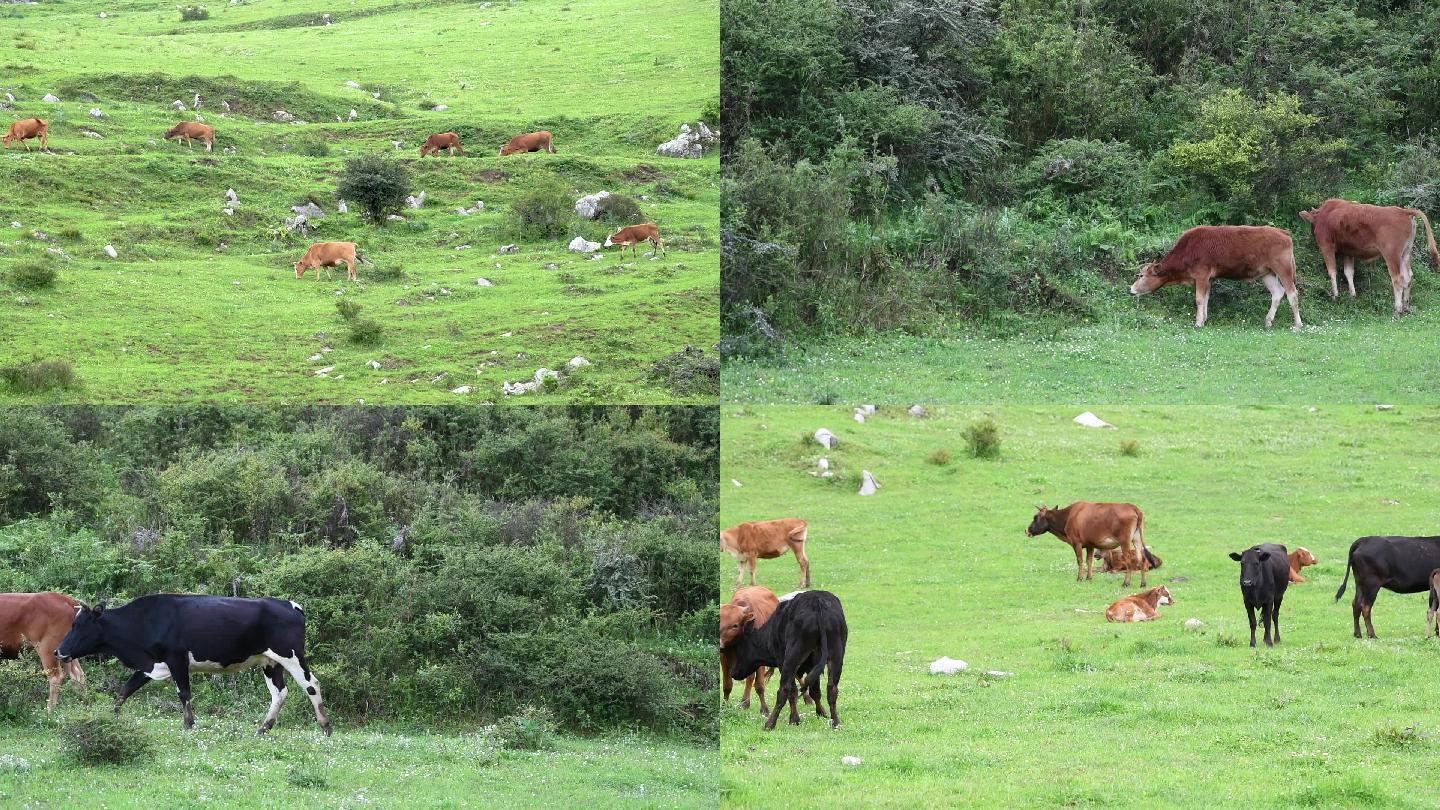 山坡上吃草的牛群