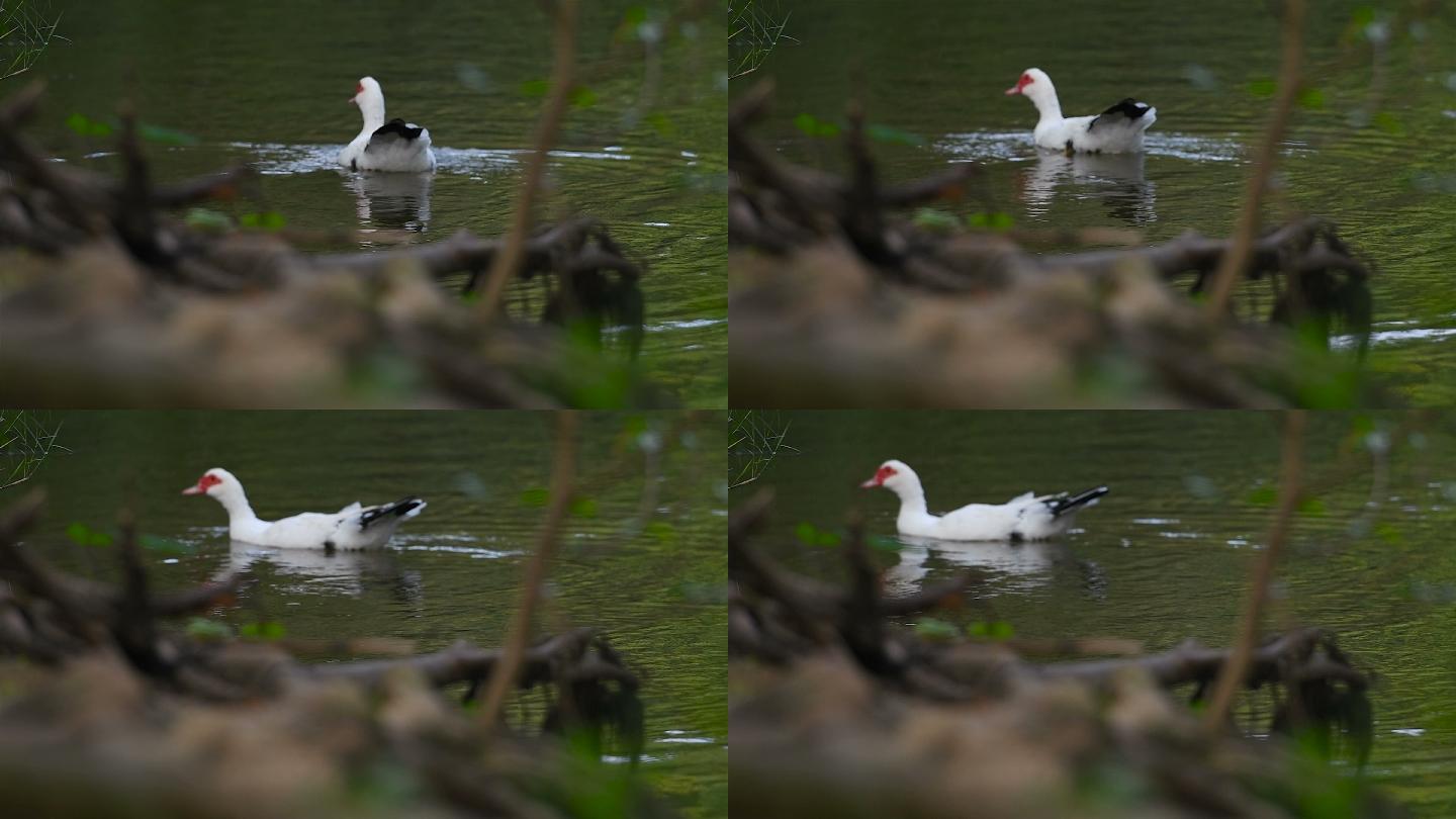 鸭子在河里游泳鸭子野鸭子在水中游泳水面涟