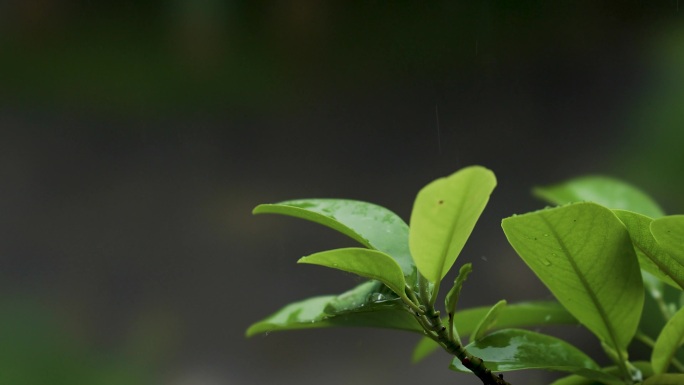 雨水打到树叶上