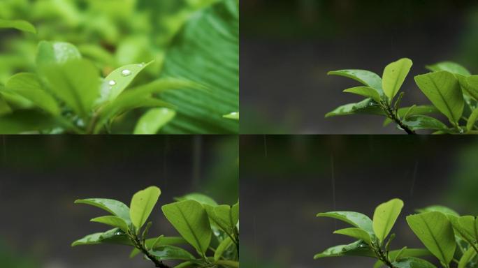 雨水打到树叶上