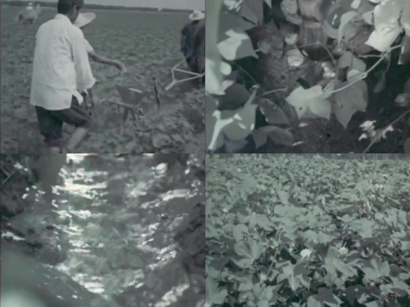 80年代棉花种植 棉花产业