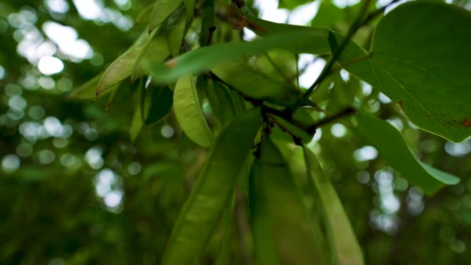 4k田地毛豆大豆种植A