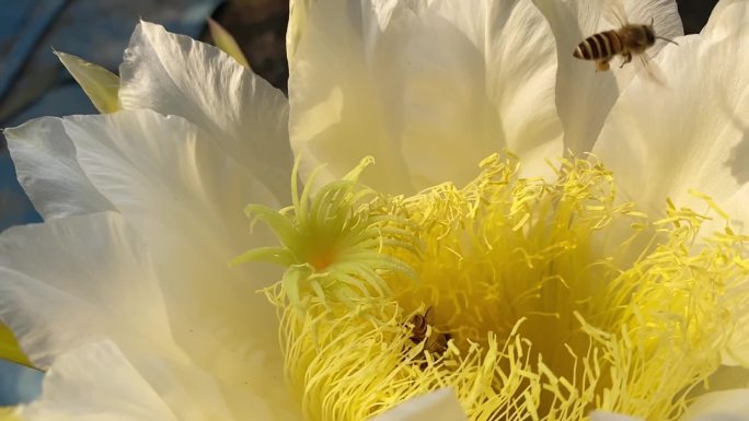 蜜蜂在龙果芽上采集花蜜