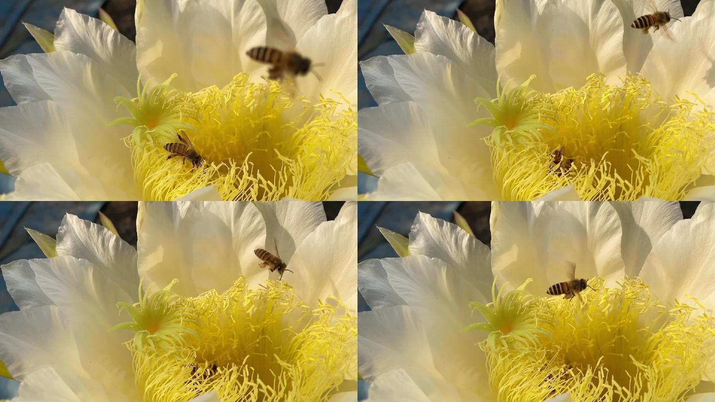 蜜蜂在龙果芽上采集花蜜