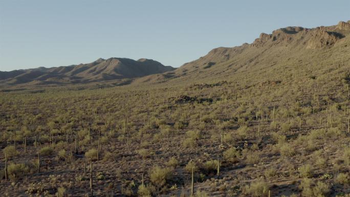 仙人掌沙漠，图森，亚利桑那州：空中