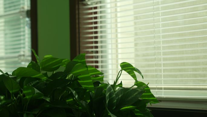 4K 窗台边的绿色植物绿萝空镜头