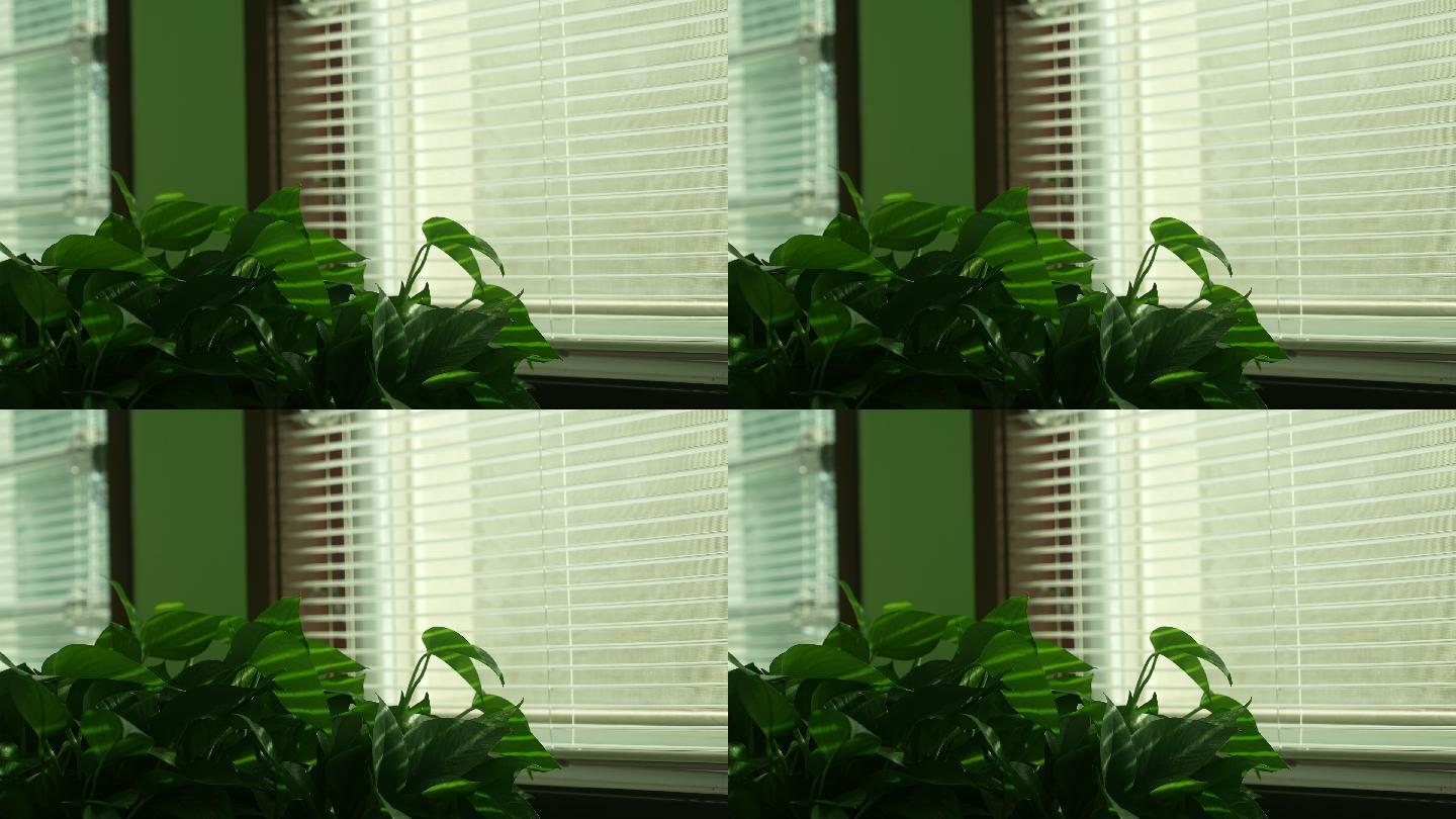 4K 窗台边的绿色植物绿萝空镜头