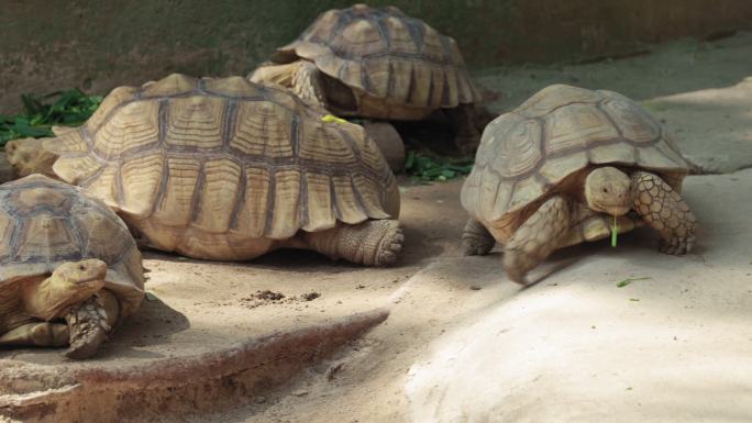 苏卡达象龟两栖动物老乌龟龟头