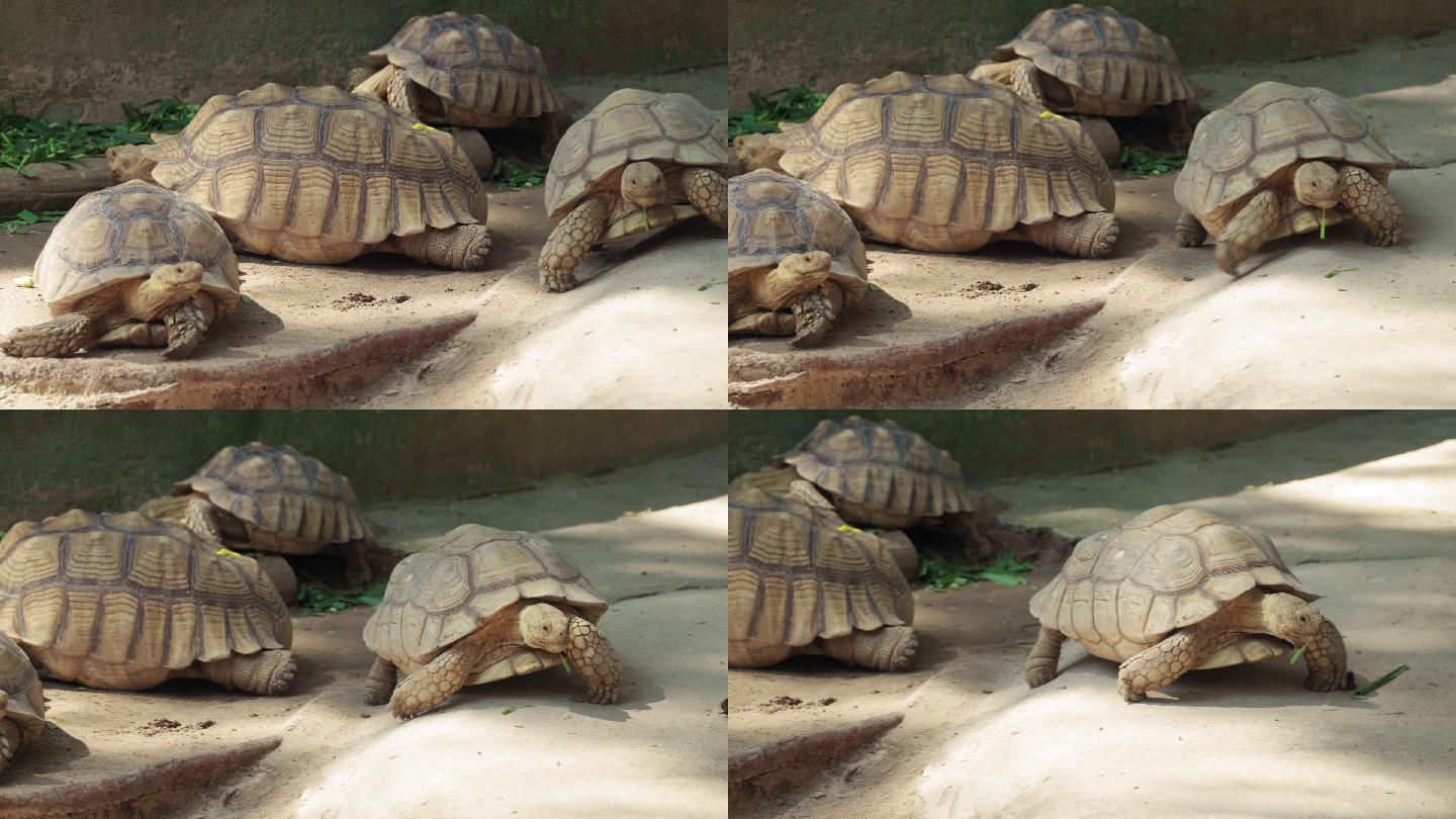 苏卡达象龟两栖动物老乌龟龟头