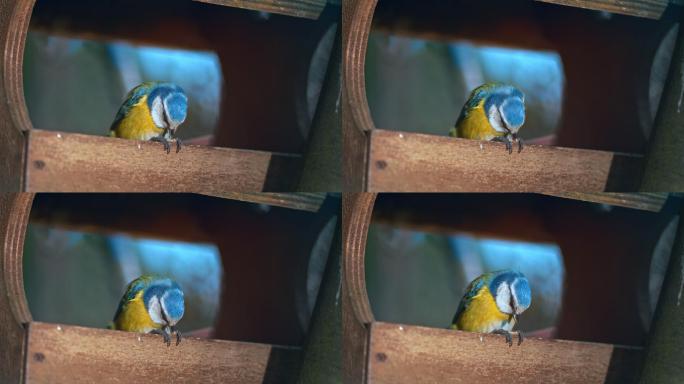 SLO MO LD欧亚蓝山雀在鸟食器中吃种子