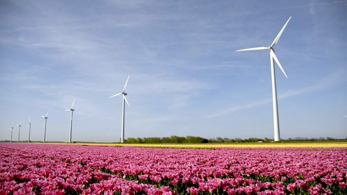 荷兰大型彩色郁金香田，配有风力涡轮机