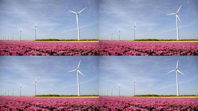 荷兰大型彩色郁金香田，配有风力涡轮机