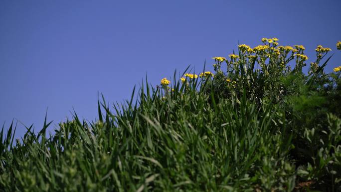 美丽的草地，大自然中开着鲜黄色野花