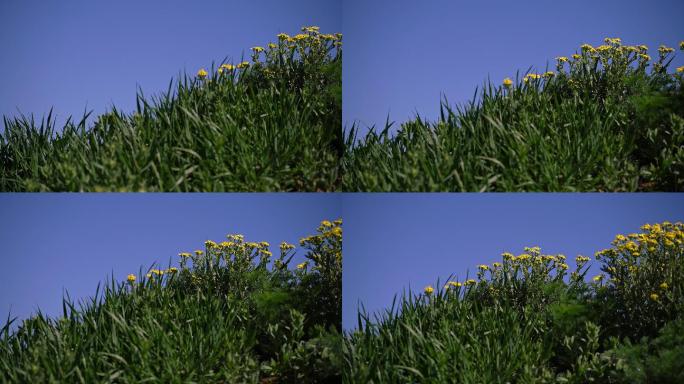 美丽的草地，大自然中开着鲜黄色野花
