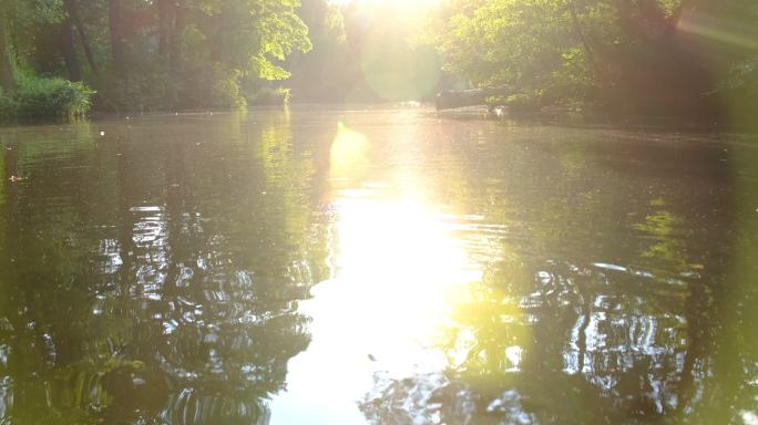 阳光照耀、反射和鸭子在池塘上游泳