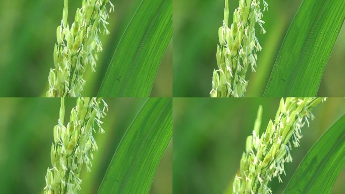 稻田里盛开的稻子水稻种植开花授粉风中摇曳