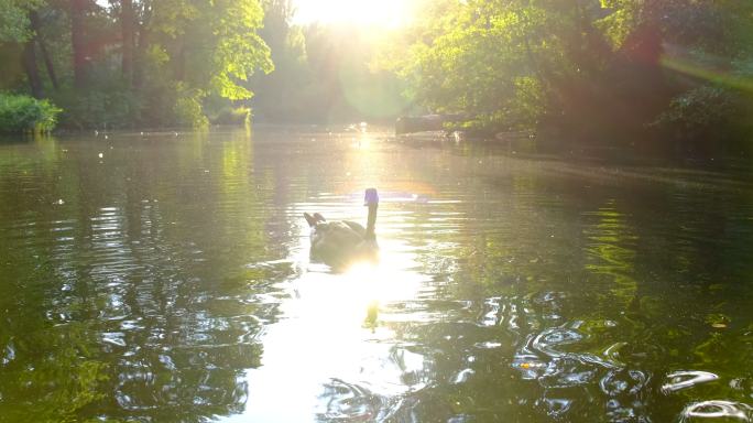 一只加拿大鹅和鸭子在池塘上游泳