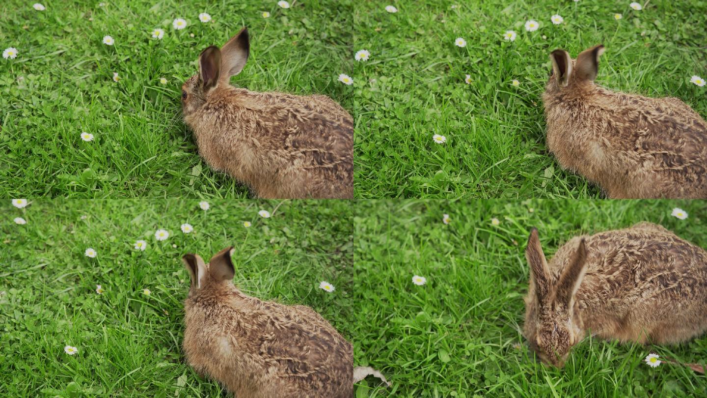 兔子幼崽特写-4K Ultra HD