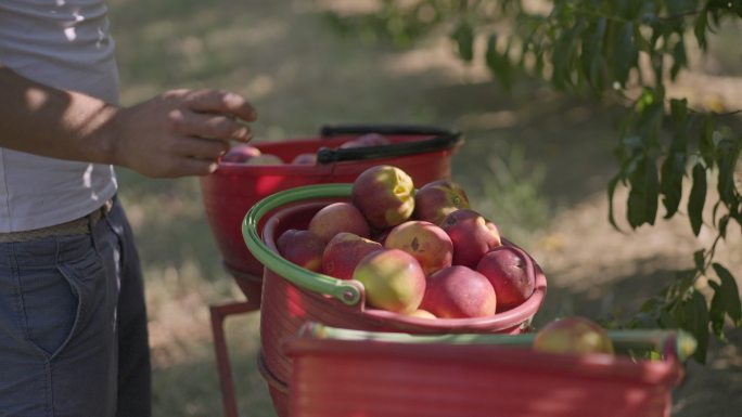 一个人在水果收获季节收获桃子