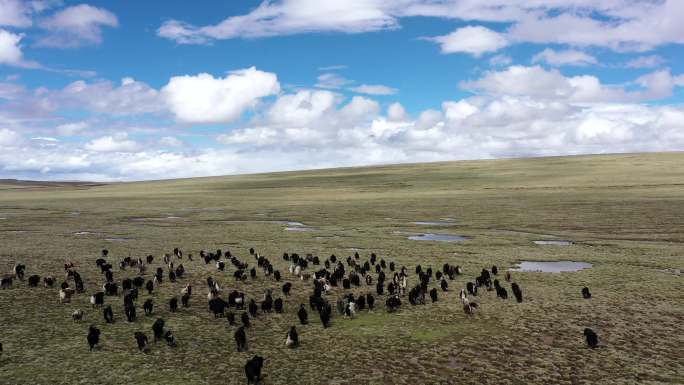 西藏牦牛成群牧区风光4K航拍