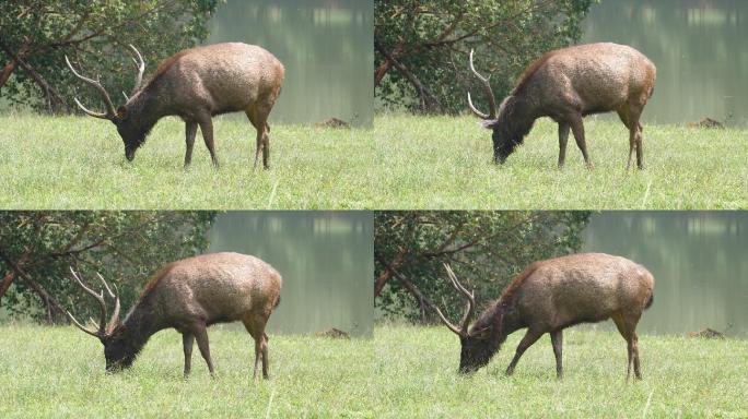 在考艾国家公园吃鹿