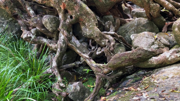 幽灵般扭曲的树根缠绕在雨林的岩石上