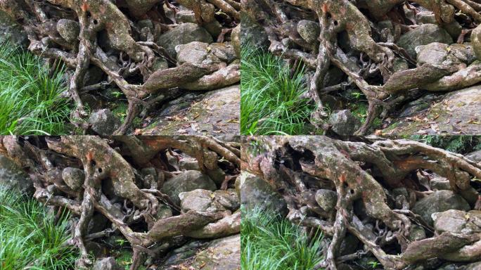 幽灵般扭曲的树根缠绕在雨林的岩石上