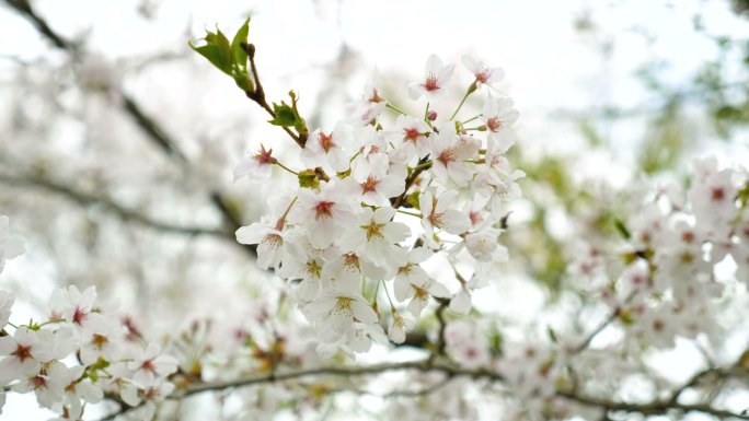 河边种着白色樱花树，樱花花瓣随风飘落