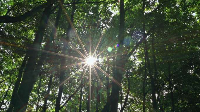 原始森林一缕阳光透过丛林树林