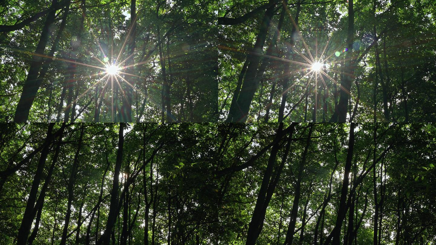 原始森林一缕阳光透过丛林树林