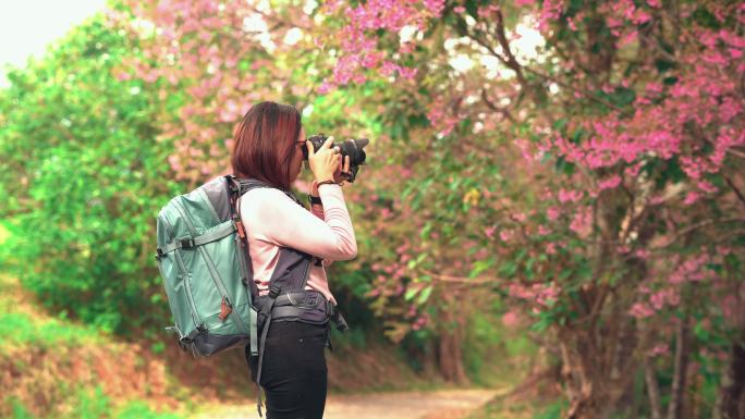 侧视图：年轻的亚洲女性旅行者，穿着粉色毛衣，背着背包，站在樱花林的小径上，试图拍摄樱花，在自然氛围中