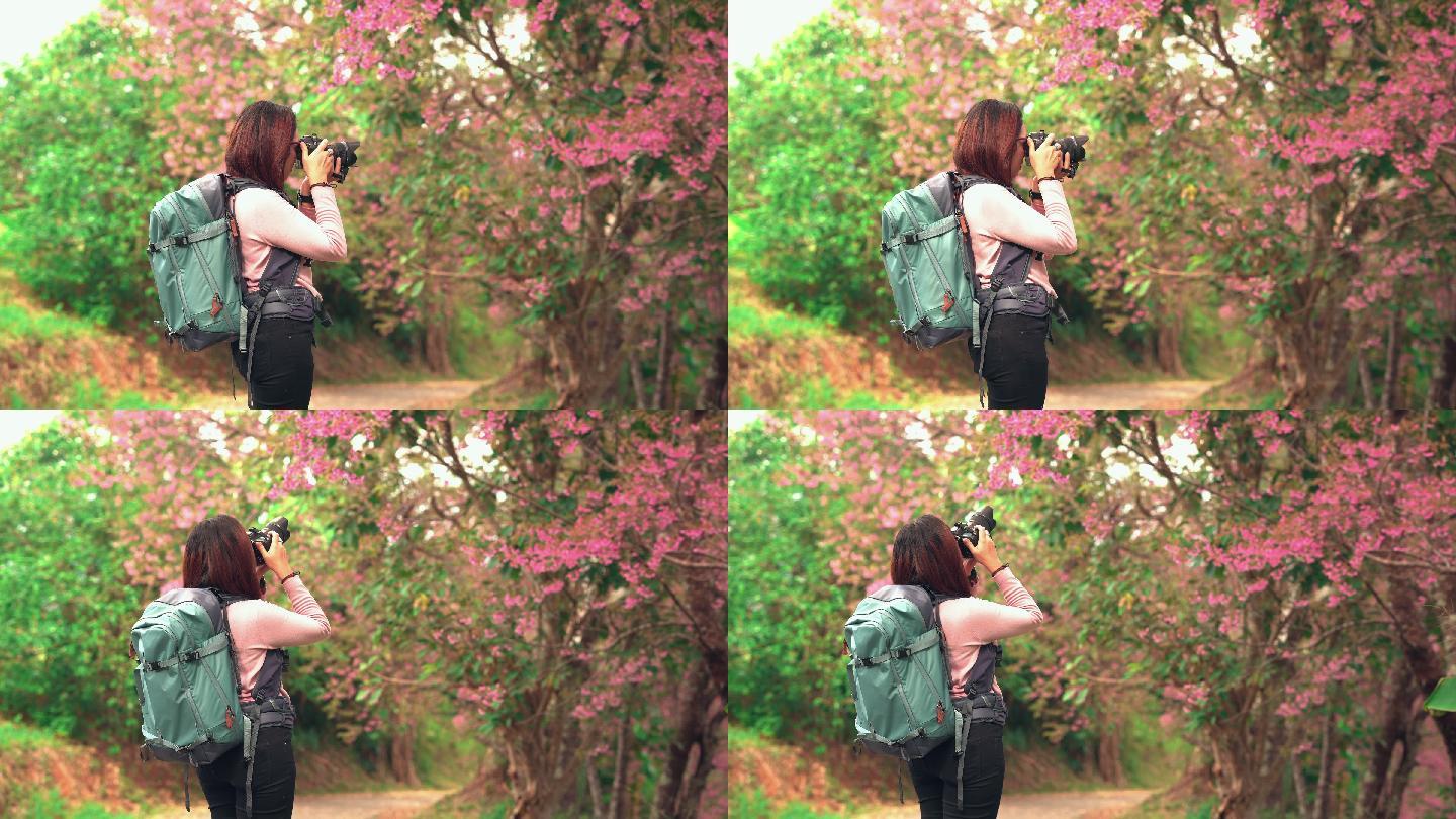 侧视图：年轻的亚洲女性旅行者，穿着粉色毛衣，背着背包，站在樱花林的小径上，试图拍摄樱花，在自然氛围中