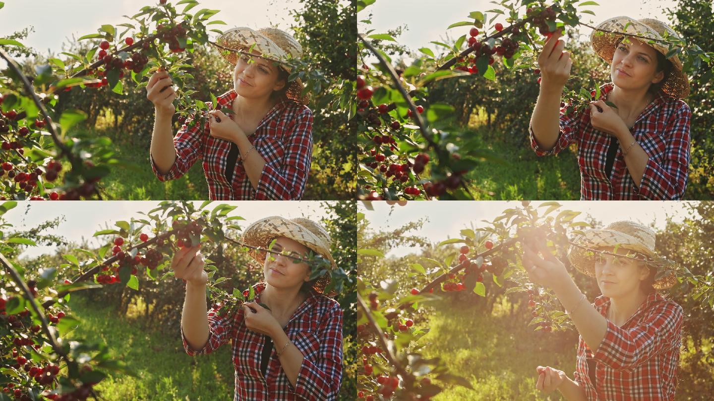 一个温暖阳光明媚的夏日早晨，一名妇女在樱桃园工作