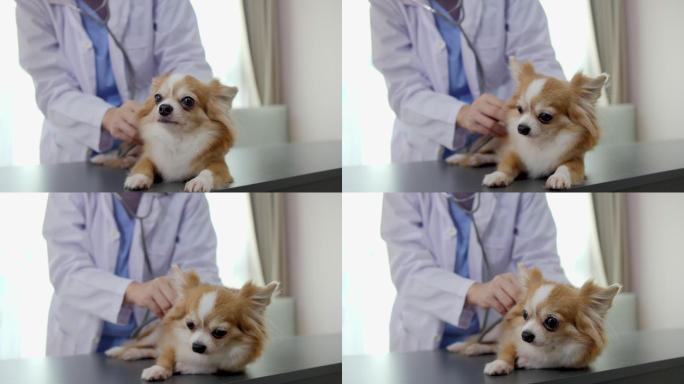 兽医正在检查你宠物的身体状况